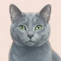 Luna, a Russian Blue cat