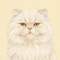 Mochi, a Persian cat