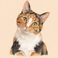 Olive, a calico cat