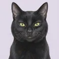 Pepper, a black shorthair cat